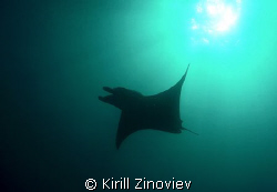Manta by Kirill Zinoviev 